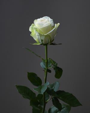 «Alba Rose»  80cm