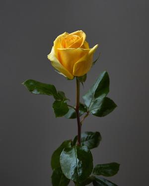 «Rose Hammer»   80 cm