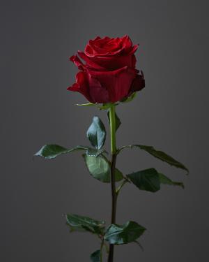 «Rose Explorer»   80 cm