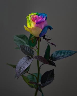 «Rainbow Rose» 80cm