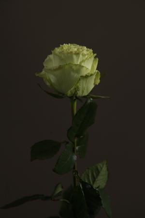 «Rose Lemonade»   90 cm