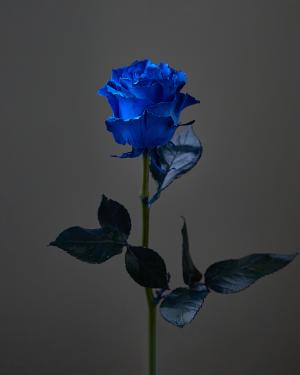 «Blue Rose»  80 cm