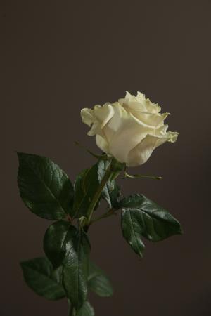 «White  Rose Mondial»  90 cm